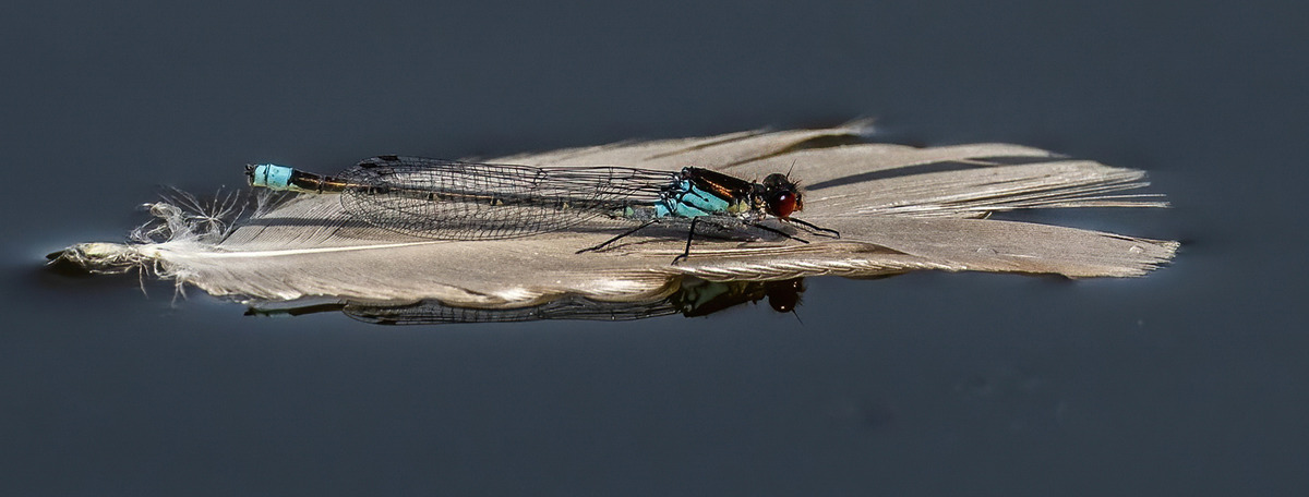 Red Eyed Damselfly on a feather boat